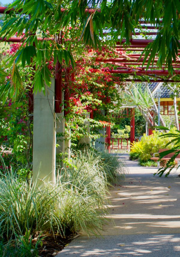 Quel type de  plante  pour embellir une pergola  Maison  